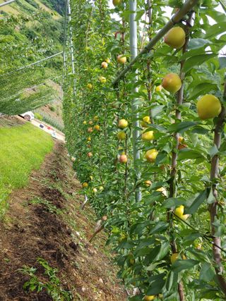 최순희20673님의 자두 · 영농일지 작성글 사진