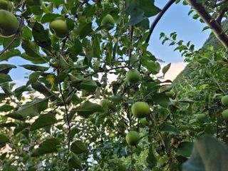 김남식님의 사과 · 영농일지 작성글 사진