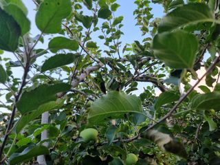 김남식님의 사과 · 영농일지 작성글 사진