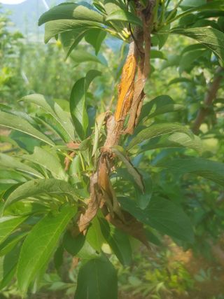 최순희20673님의 자두 · 병해충상담 작성글 사진