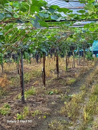 이상만님의 포도 · 영농일지 작성글 사진