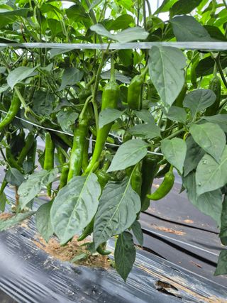 한백농장님의 고추 · 영농일지 작성글 사진