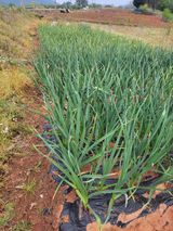 팜모닝 마늘·영농일지 게시글 이미지