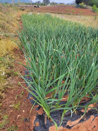 보옥농장(부부)님의 마늘 · 영농일지 작성글 사진