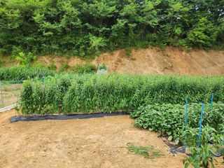 풀빛정원님의 참깨 · 영농일지 작성글 사진