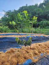 팜모닝 블루베리·병해충상담 게시글 이미지