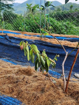 송영걸님의 블루베리 · 병해충상담 작성글 사진
