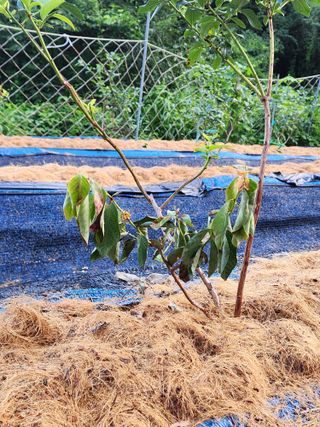 송영걸님의 블루베리 · 병해충상담 작성글 사진