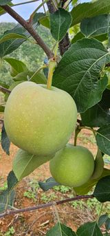 팜모닝 사과·영농일지 게시글 이미지