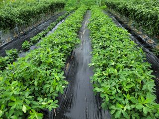 이순규님의 🌧️7월 내 작물 자랑하기 · 참여글 작성글 사진