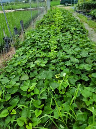 이순규님의 🌧️7월 내 작물 자랑하기 · 참여글 작성글 사진