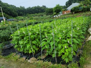 이순규님의 🌧️7월 내 작물 자랑하기 · 참여글 작성글 사진