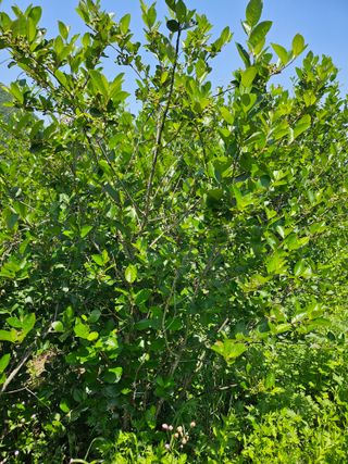 손용재님의 기타작물 · 영농일지 작성글 사진