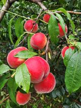 팜모닝 복숭아·영농일지 게시글 이미지