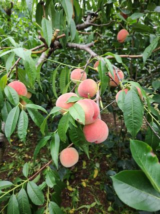 웅천봄이농원님의 복숭아 · 영농일지 작성글 사진