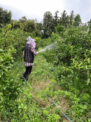 이명희님의 귤 · 영농일지 작성글 사진