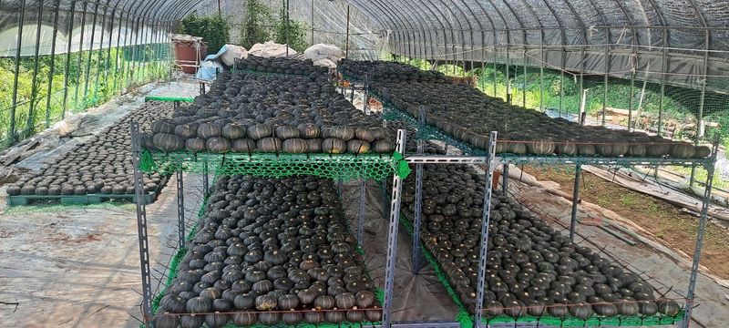 양기원님의 장터 판매 상품 [미니단호박5kg] 첨부 사진