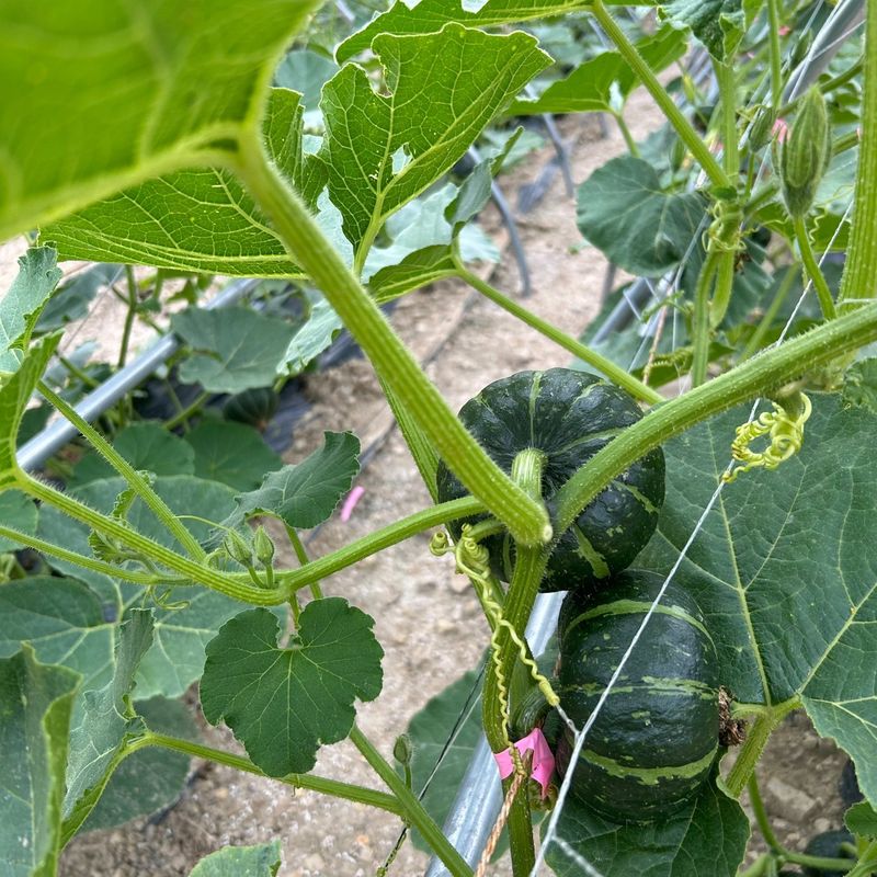 양기원님의 장터 판매 상품 [미니단호박5kg] 첨부 사진