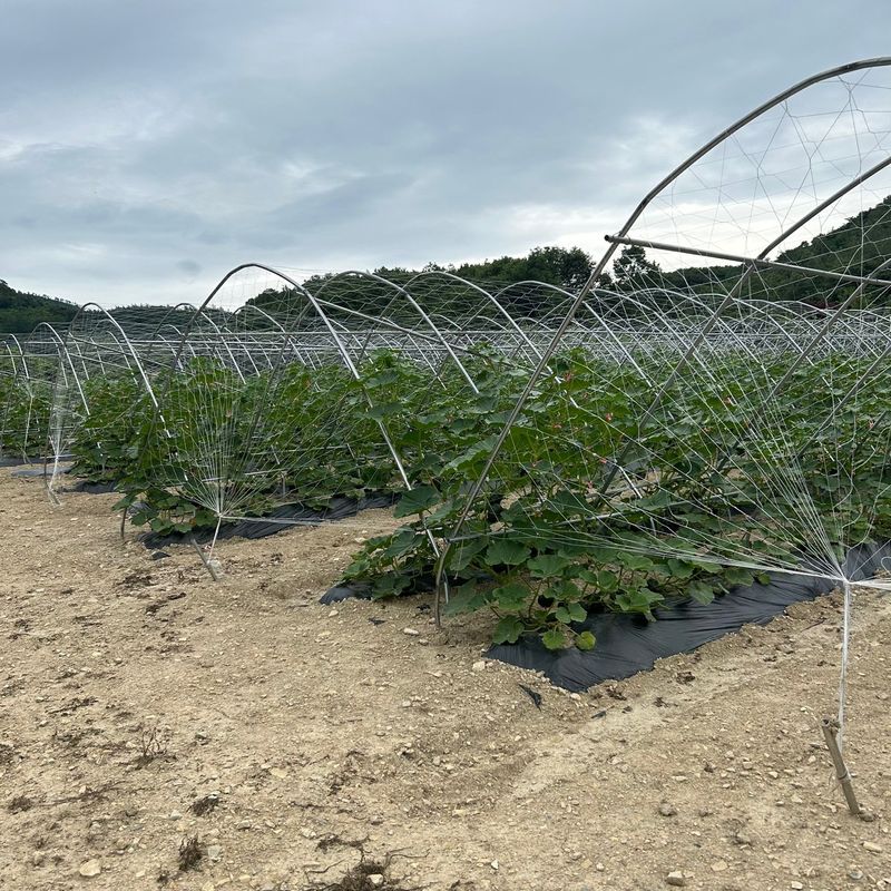 양기원님의 장터 판매 상품 [미니단호박5kg] 첨부 사진