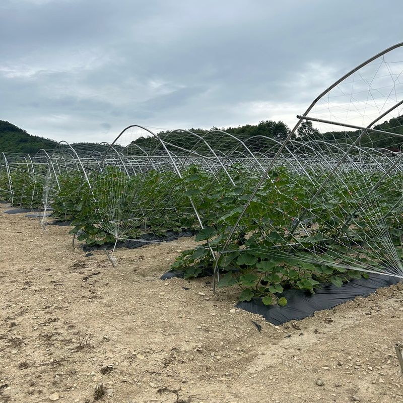 양기원님의 장터 판매 상품 [미니단호박5kg] 첨부 사진