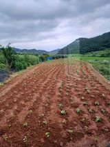 팜모닝 들깨·영농일지 게시글 이미지