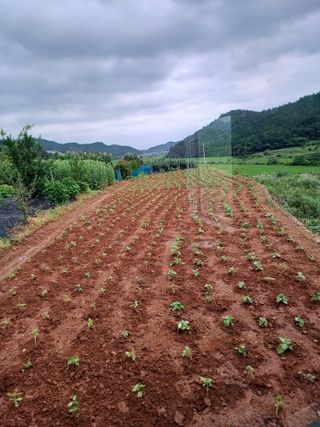행운목(이옥도)님의 들깨 · 영농일지 작성글 사진