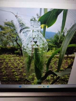 행운목(이옥도)님의 들깨 · 영농일지 작성글 사진