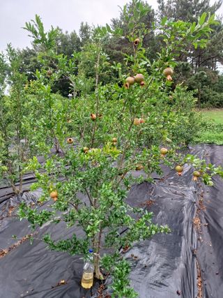 행운목(이옥도)님의 들깨 · 영농일지 작성글 사진