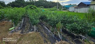 미우리님의 고추 · 영농일지 작성글 사진