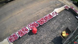 미우리님의 고추 · 영농일지 작성글 사진