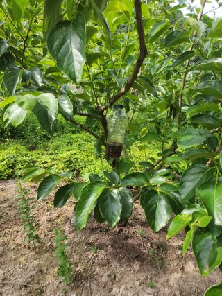 농군님의 감 · 영농일지 작성글 사진