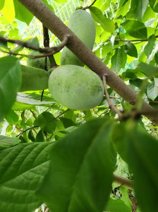 농군님의 감 · 영농일지 작성글 사진