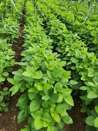 농군님의 감 · 영농일지 작성글 사진