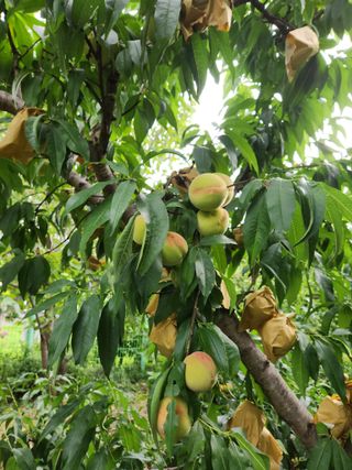 농군님의 감 · 영농일지 작성글 사진