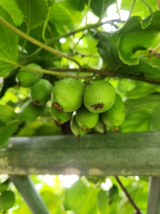 농군님의 감 · 영농일지 작성글 사진