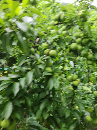 농군님의 감 · 영농일지 작성글 사진