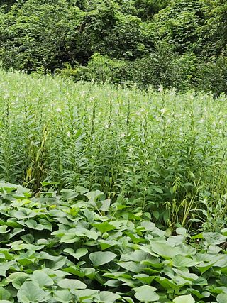 농군님의 감 · 영농일지 작성글 사진