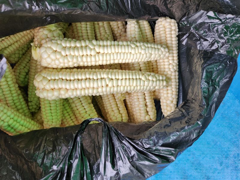 장터 상품 [대학찰옥수수 30개] 썸네일