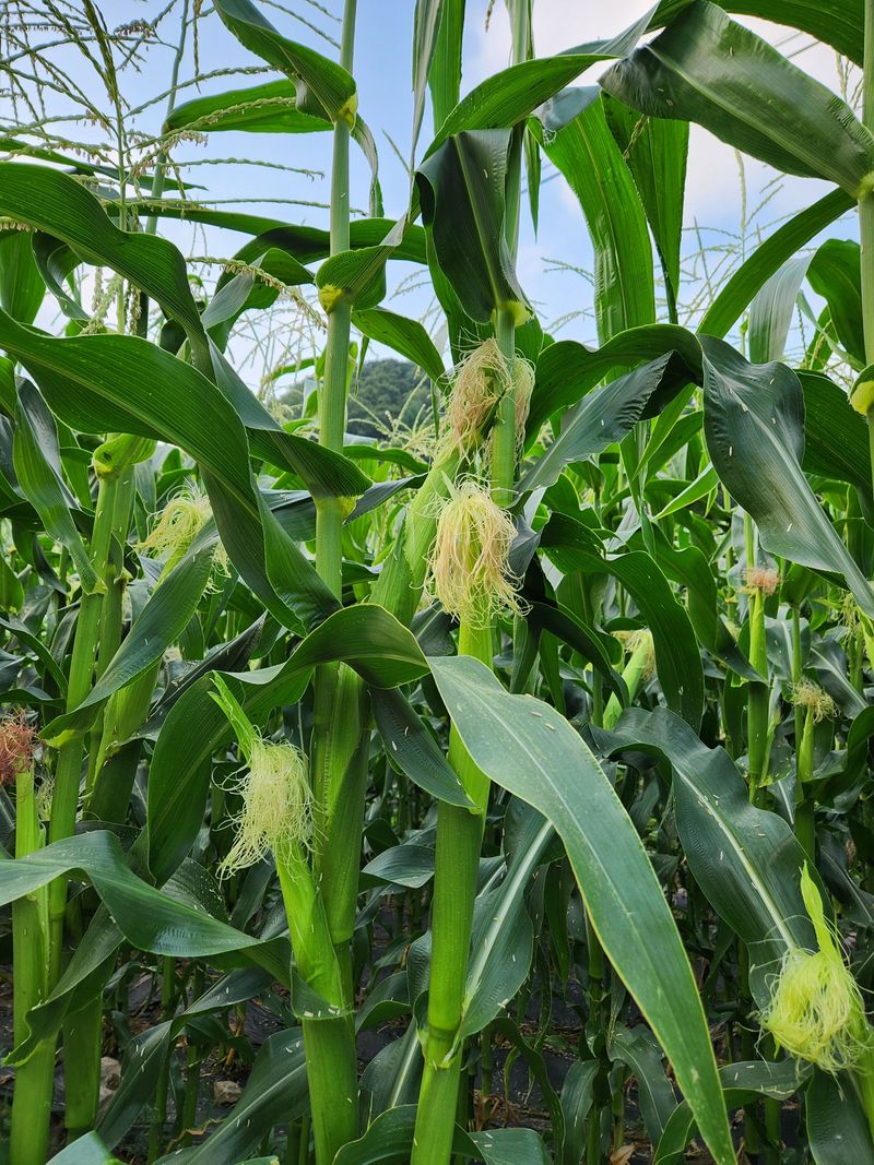  이순길 님의 장터 판매 상품 [대학찰옥수수 30개] 첨부 사진