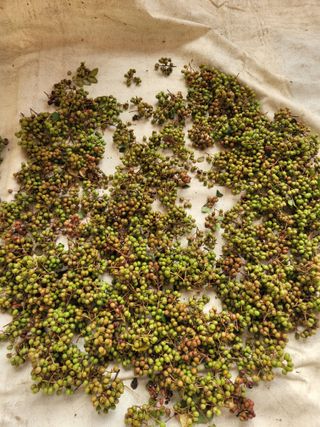 이의도님의 기타작물 · 영농일지 작성글 사진