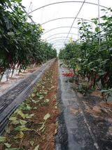 팜모닝 고추·영농일지 게시글 이미지