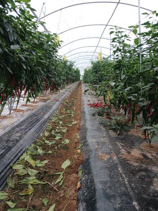 자기왕사랑해님의 고추 · 영농일지 작성글 사진