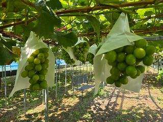 김성훈님의 포도 · 영농일지 작성글 사진