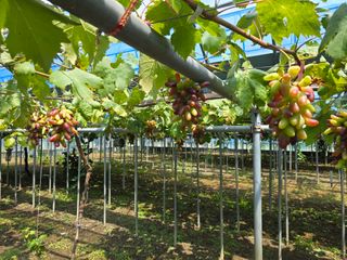 김성훈님의 포도 · 영농일지 작성글 사진