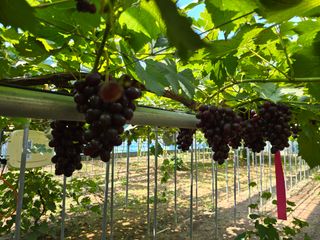 김성훈님의 포도 · 영농일지 작성글 사진