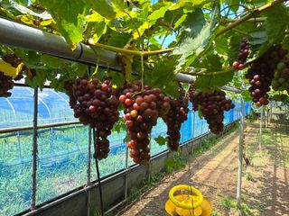 김성훈님의 포도 · 영농일지 작성글 사진