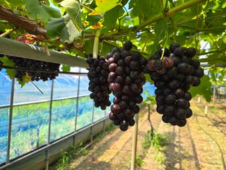 김성훈님의 포도 · 영농일지 작성글 사진