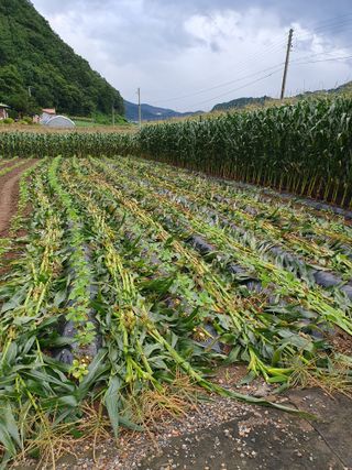 남기탁 님의 옥수수 · 영농일지 작성글 사진