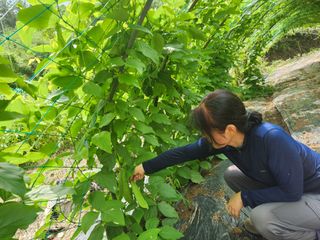류호연님의 콩 · 영농일지 작성글 사진