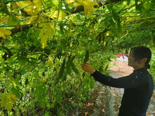 류호연님의 콩 · 영농일지 작성글 사진